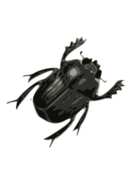 bug_PNG3994.png